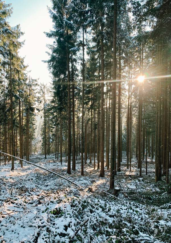 Winterwald auf den Taubenberg bei Warngau.