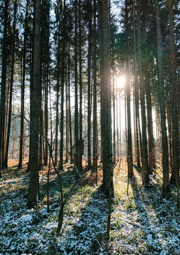 Wald bei Otterfing auf der Jasbergrunde