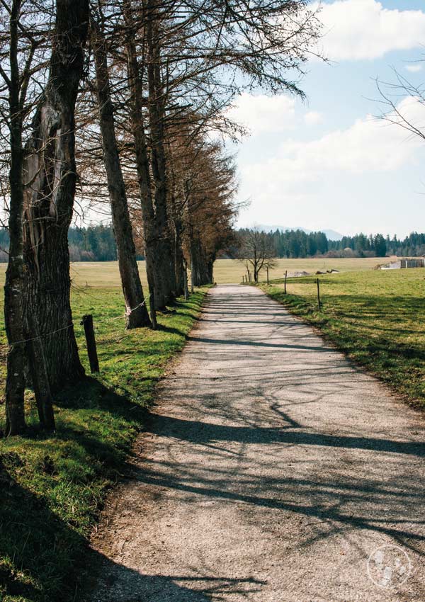 Rundweg Sachsenkam Baumreihe