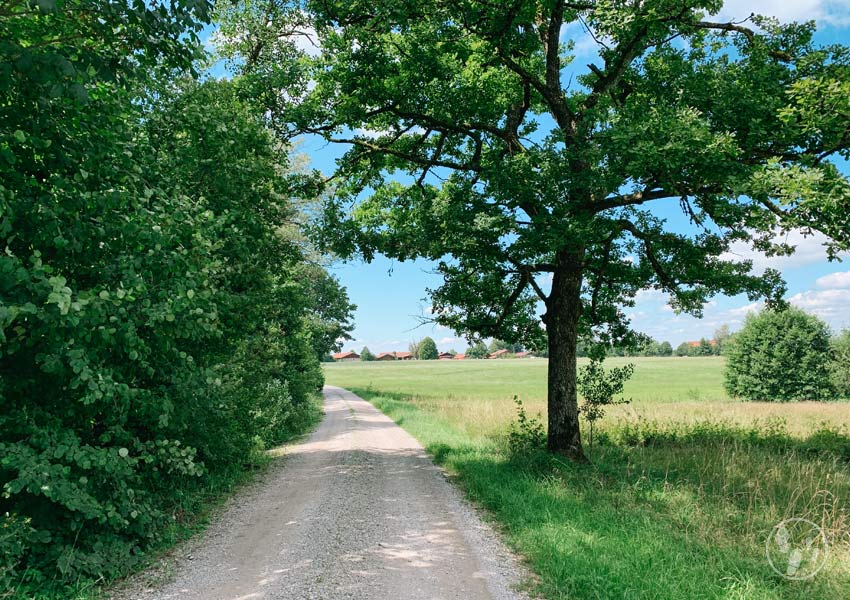 Abstieg vom Fentberg nach Schmidham