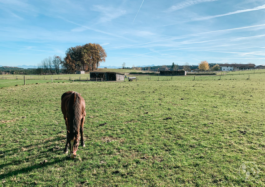 PFerd auf der Koppel und Berge im Hintergrund bei der Wanderung bei Aying