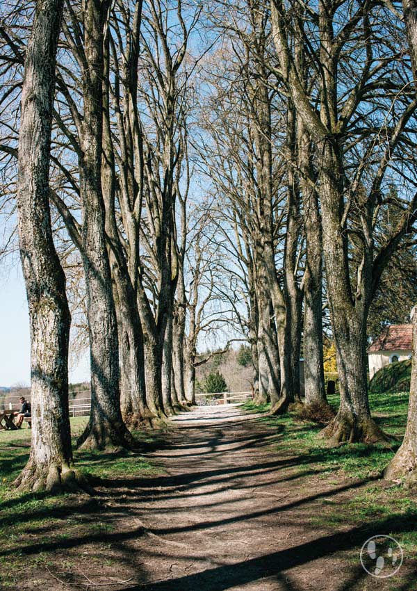 Allee auf der Ludwigshöhe - Wandern mit Kinderwagen