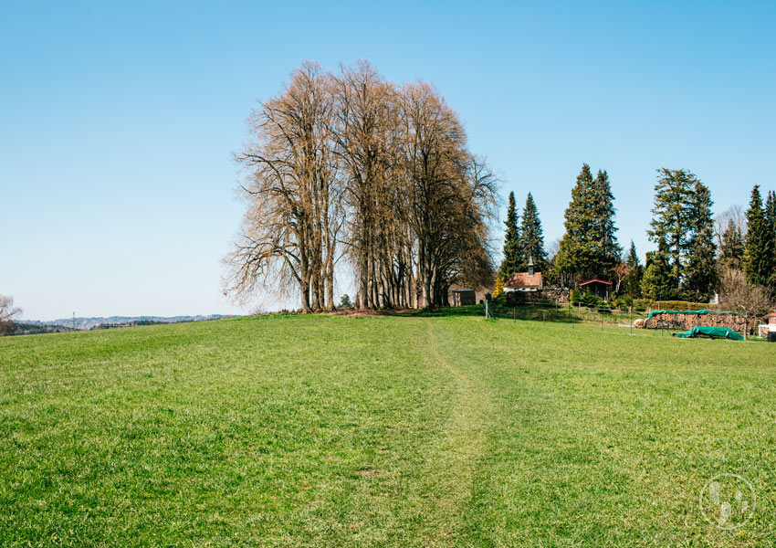 Allee auf der Ludwigshöhe