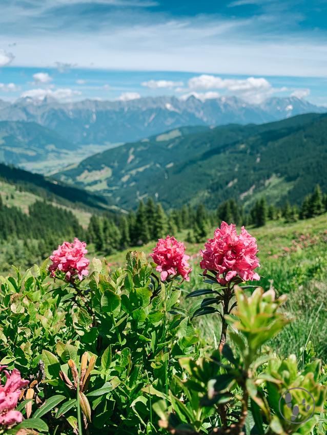 Alpenrosen an Leos Spielewanderweg