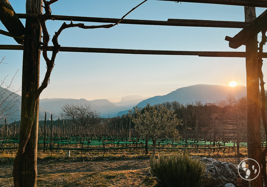 Blick über den weinberg bei sonnenaufgang