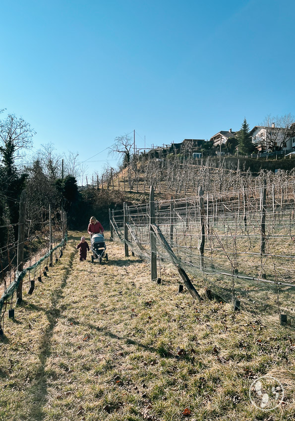 pazieren zwischen weinreben im urlaub in Südtirol mit Kindern-12