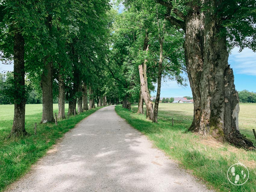 Allee zum Biohof Wallenburg